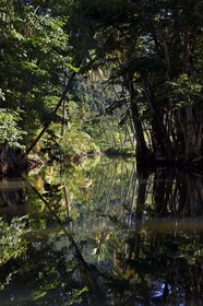 Caribbean, Dominica Island, Portsmouth, the banks of the Indian River