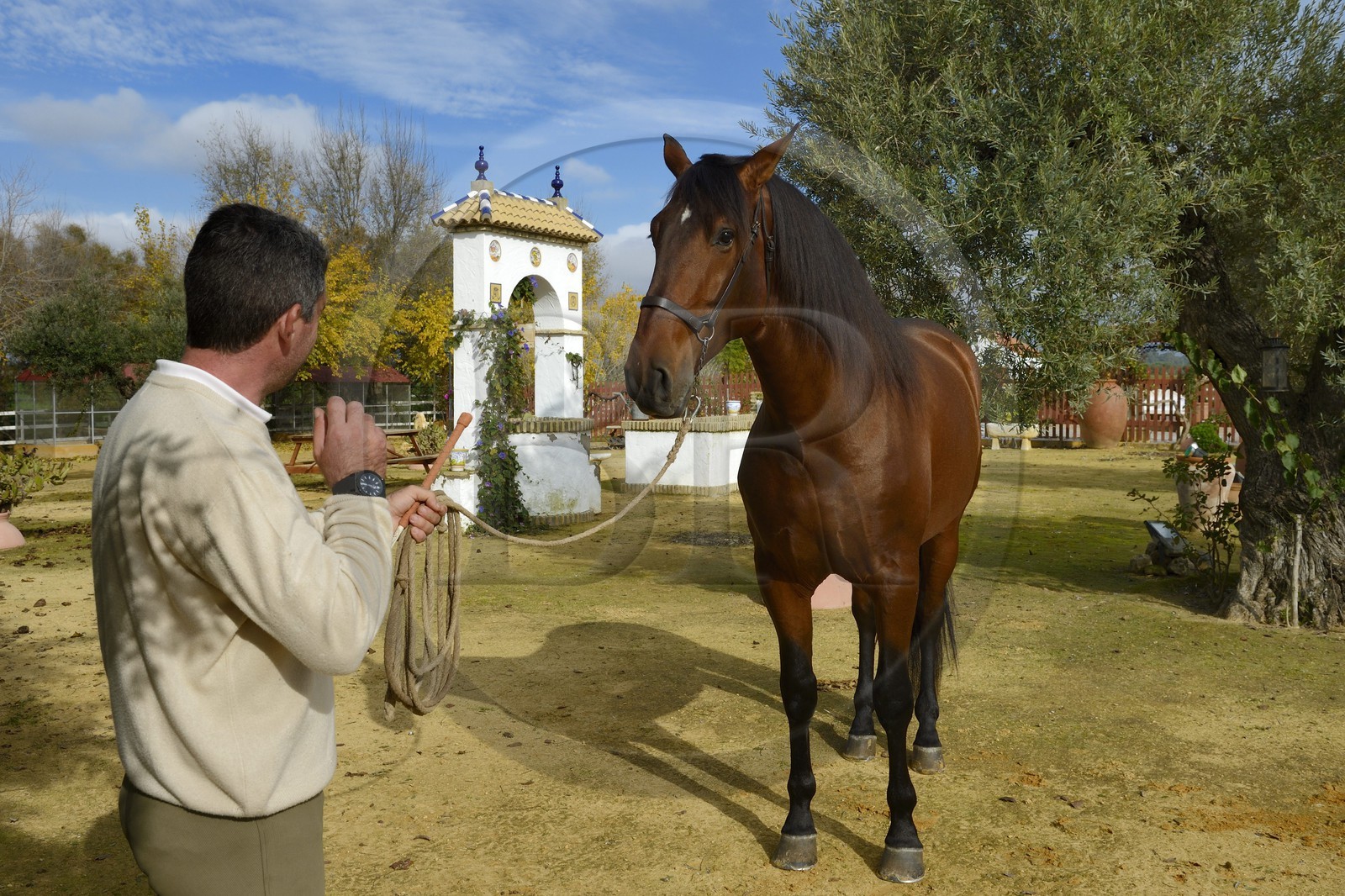 Espagne, Andalousie, province de Séville, Utrera, le haras Ayala (Yeguada Ayala), Pure race espagnole ou PRE (Pura Raza Espanola)