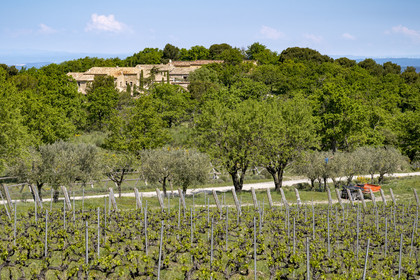France, Vaucluse (84), Dentelles de Montmirail, Crestet, Domaine viticole du Chêne Bleu, entretien des oliviers