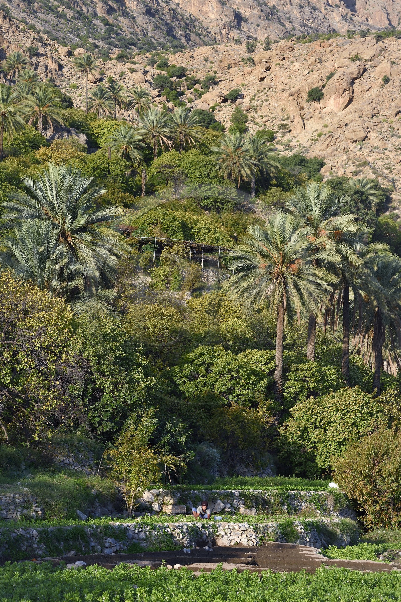 Sultanat d'Oman, Gouvernorat d'Al-Batina du Sud, Hajar occidental, Wadi Mistall, culture en terrasses au dessus du  village de Wakan (Wukan)