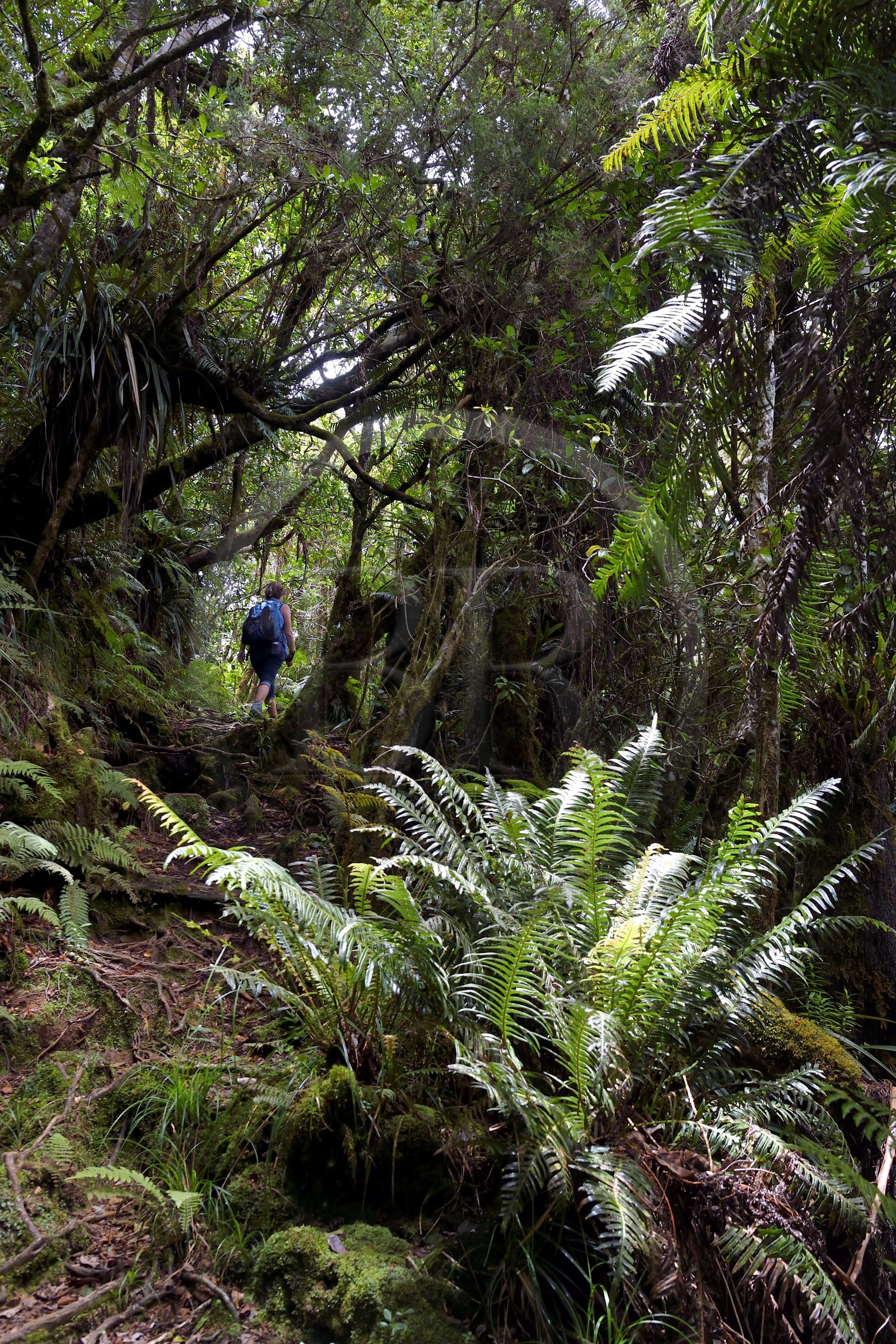 France, Reunion island (French overseas department), Reunion National Park listed as World heritage by UNESCO, La Plaine des Palmistes, Bebour forest, Piton Bebour hiking trail