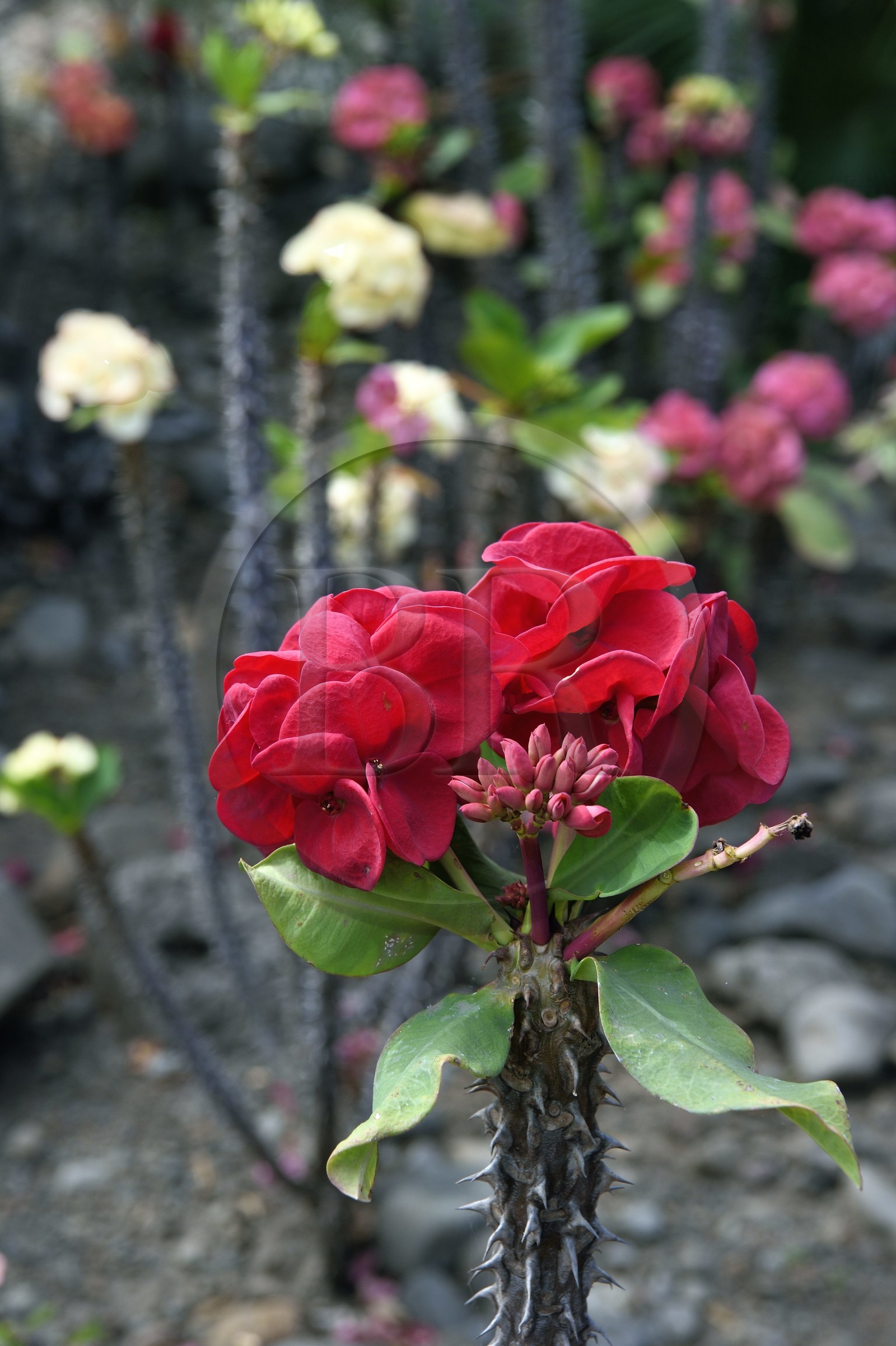 France, Ile de la Reunion, Saint Pierre, Jardin Botanique du Domaine du Café Grillé, épine du Christ, couronne du Christ ou couronne d'épines (Euphorbia milii)