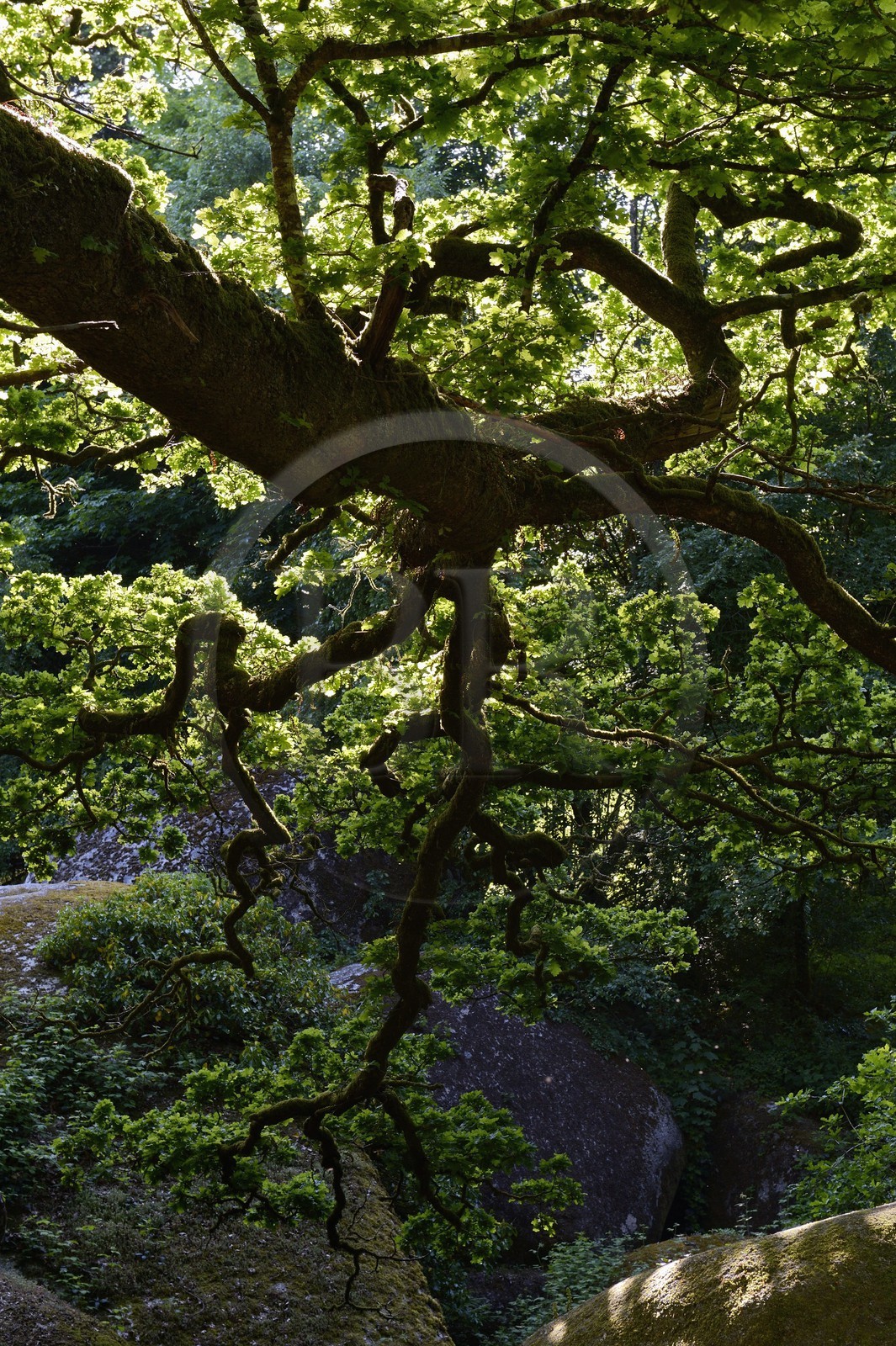 France, Finistère (29), parc naturel régional d'Armorique, Huelgoat, chaos granitique de la forêt du Huelgoat, chêne