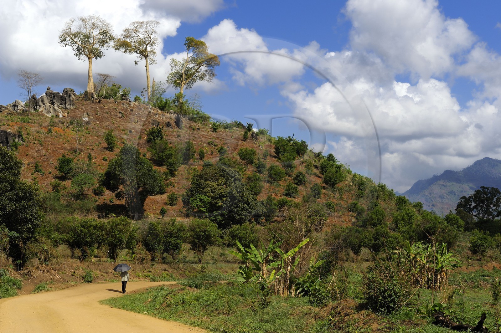 Tanzanie, région de Morogoro, les Monts Uluguru, piéton au parapluie sur la piste de Matombo