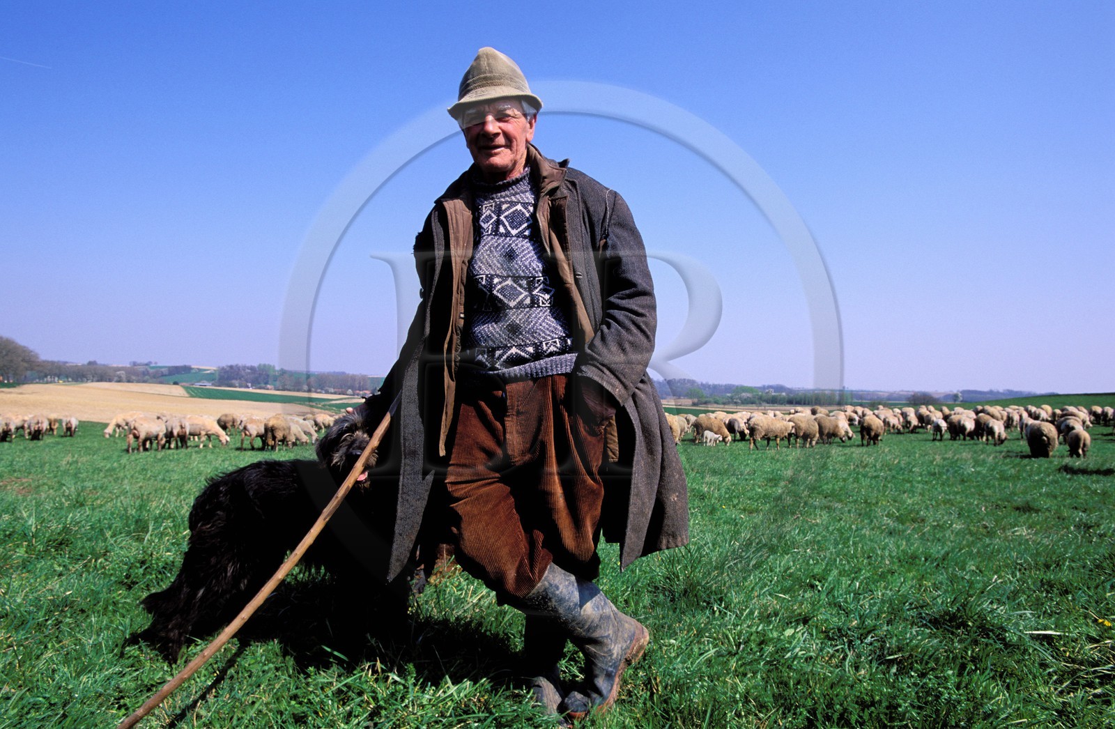 France, Bas Rhin, Ingolsheim, one of the last shepherd and his flock