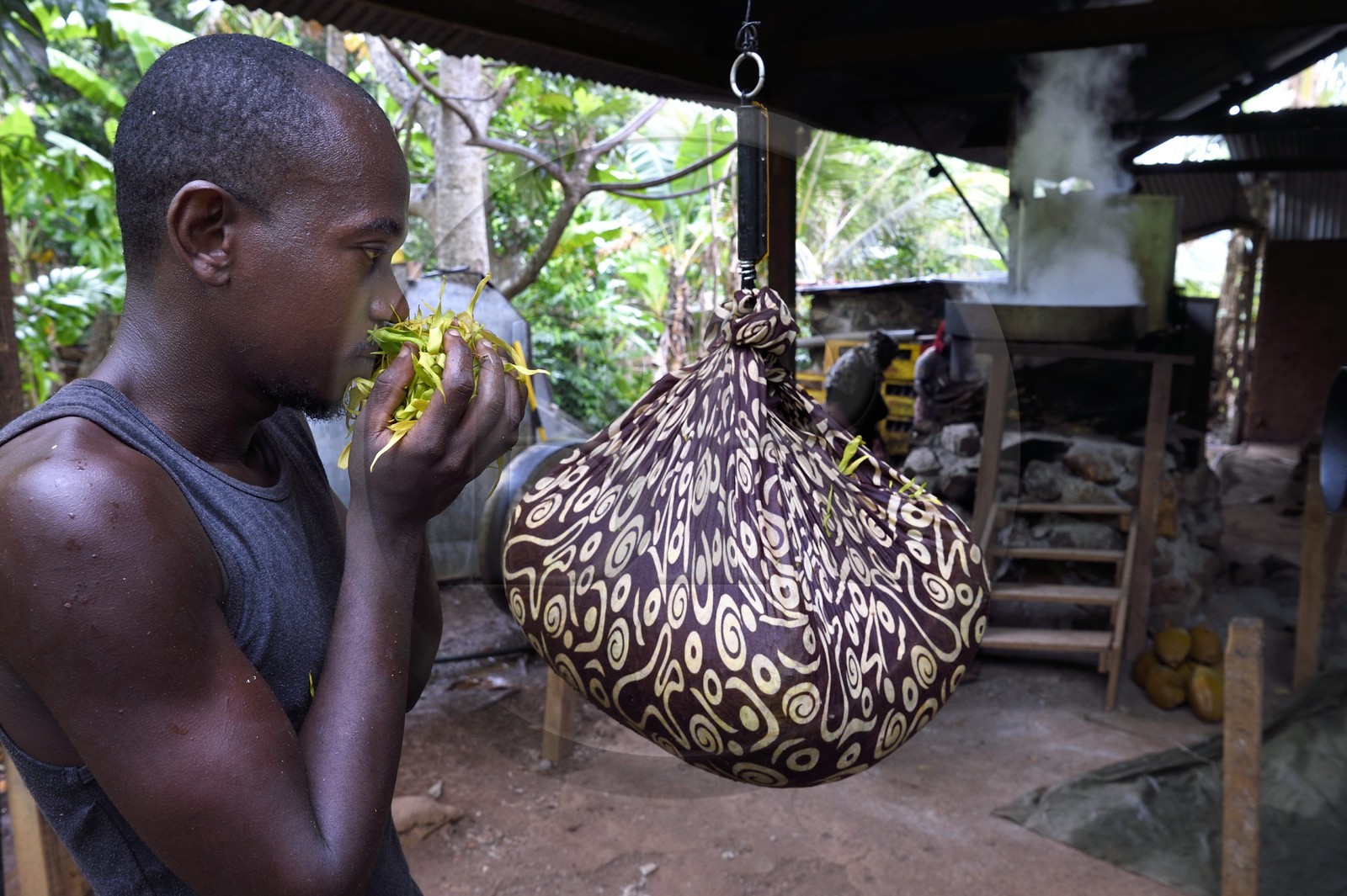 France, Ile de Mayotte, Grande-Terre, Ouangani, pesée à la distillerie de fleurs d'Ylang-ylang fraichement cueillies, on en extrait une huile essentielle utilisée en parfumerie, Hassani Soulaimana co-dirigeant de Aromaoré