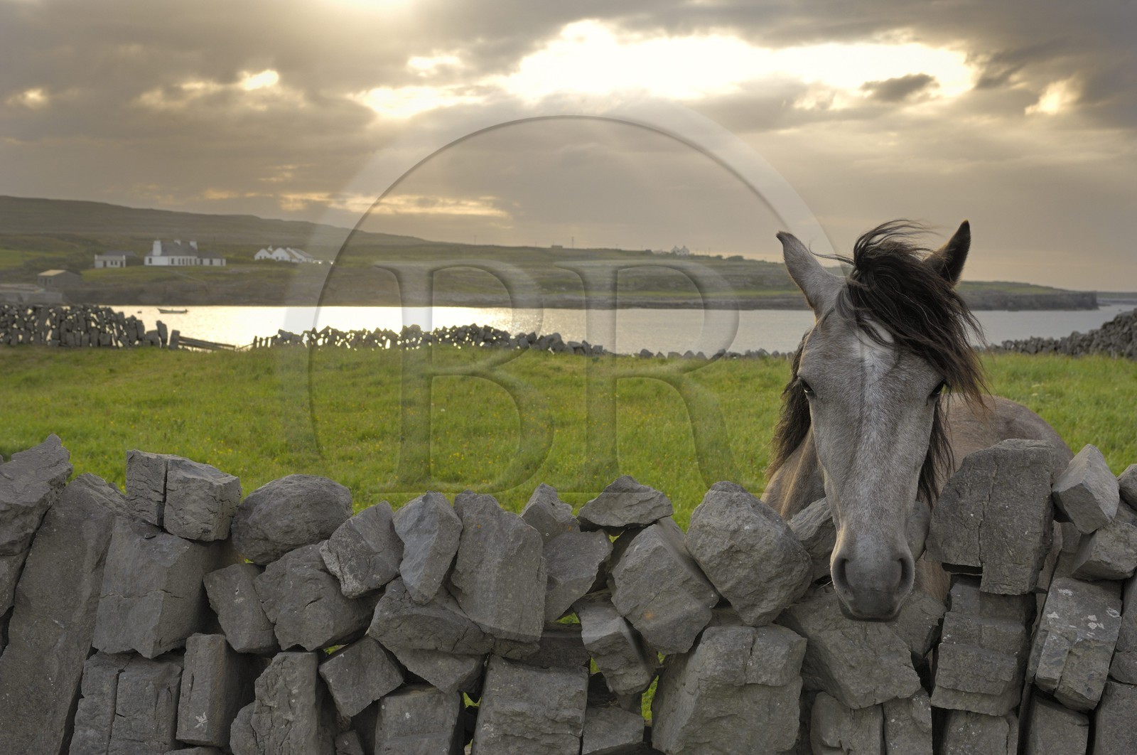 Irlande, Comté de Galway, Aran Islands, Inishmore, cheval dans une parcelle devant la baie de Kilmurvey