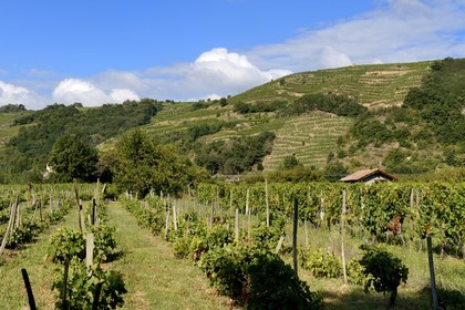 France, Loire (42), Parc Naturel Régional du Pilat, Chavanay, vignobles de la vallée du Rhône, le prestigieux vin de Condrieu en arrière plan et vin de pays des collines rhodaniennes en premier plan