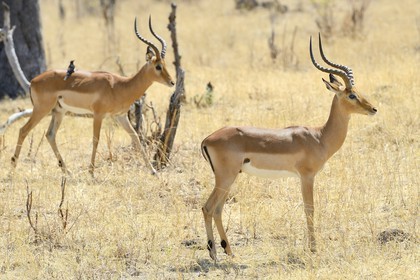 Zimbabwe, province de Matabeleland septentrional, parc national Hwange, impala (Aepyceros melampus)