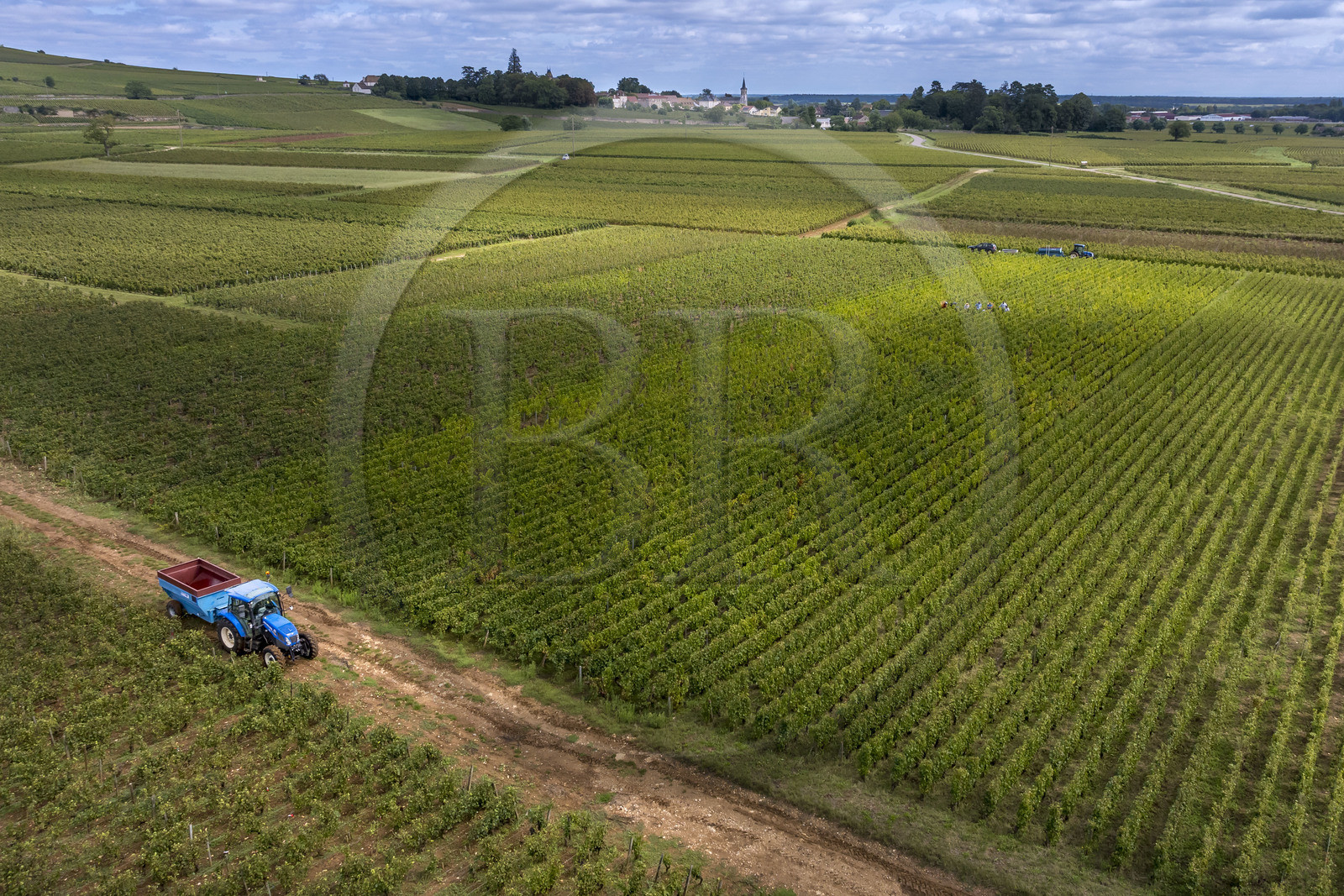 France, Côte-d'Or (21), les climats de Bourgogne classés Patrimoine Mondial de l'UNESCO, Route des Grands Crus, vignoble de la Côte de Beaune, Pernand-Vergelesses, vendanges dans les vignes, le village d'Aloxe-Corton en arrière plan (vue aérienne)