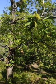 France, Haute Corse, Castagniccia, Valle d’Orezza, chestnuts