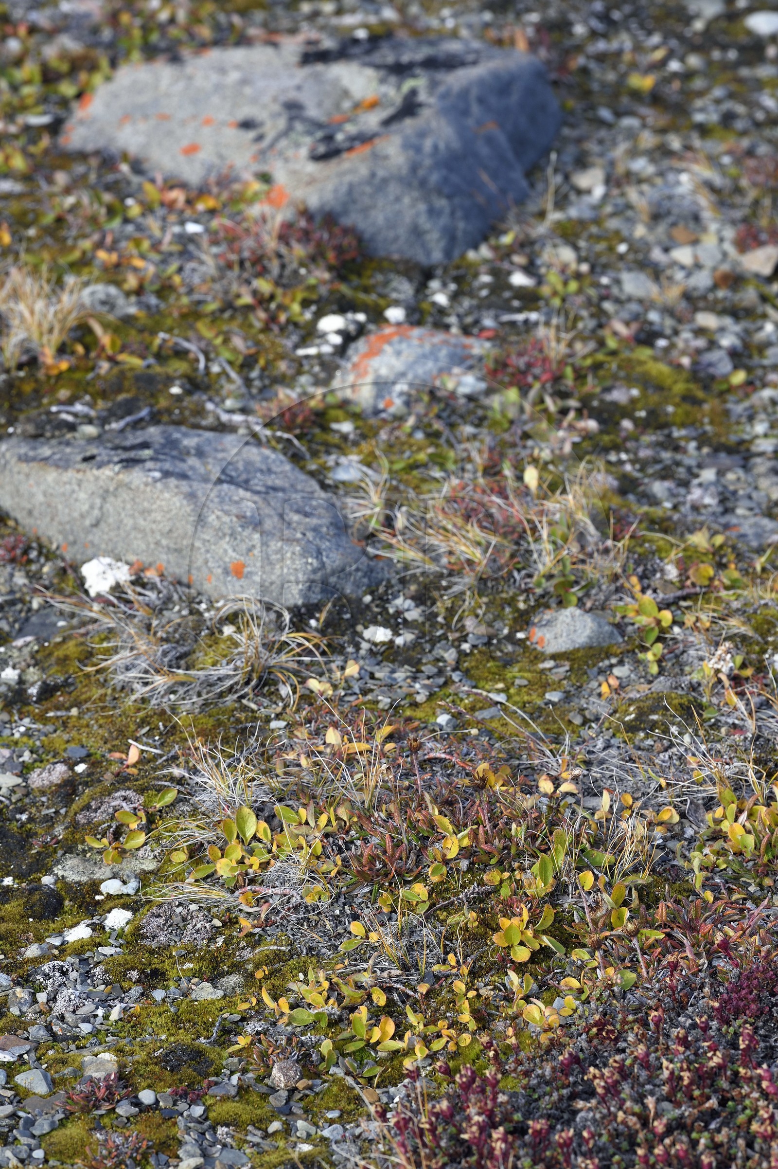 Groenland, cote ouest, Baie de North Star, Dundas (Thulé), toundra