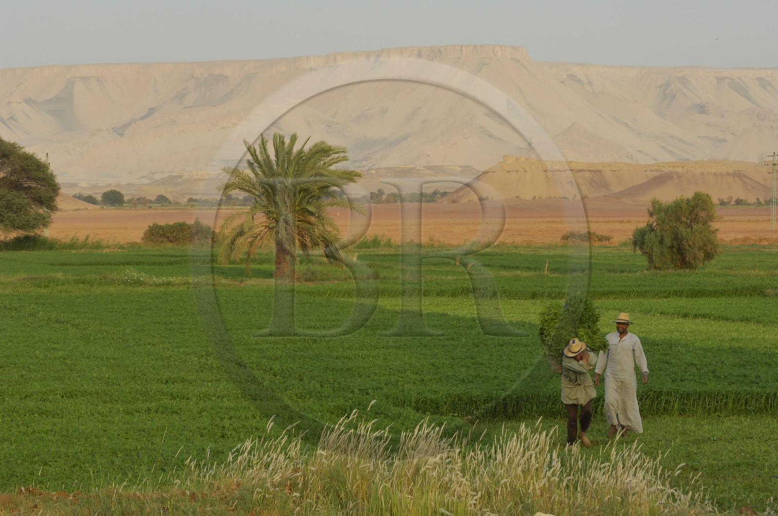 Egypte, désert libyque, oasis de Dakhla, travaux des champs