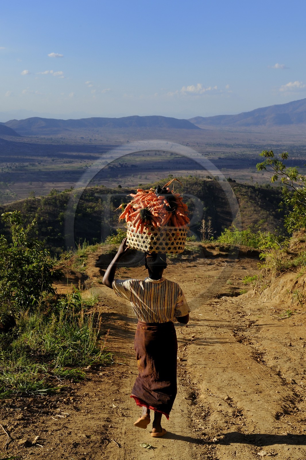 Tanzanie, région de Morogoro, les Monts Uluguru, aux alentours de l'ancien refuge allemand de Morningside, femme portant un panier de carottes sur sa tête