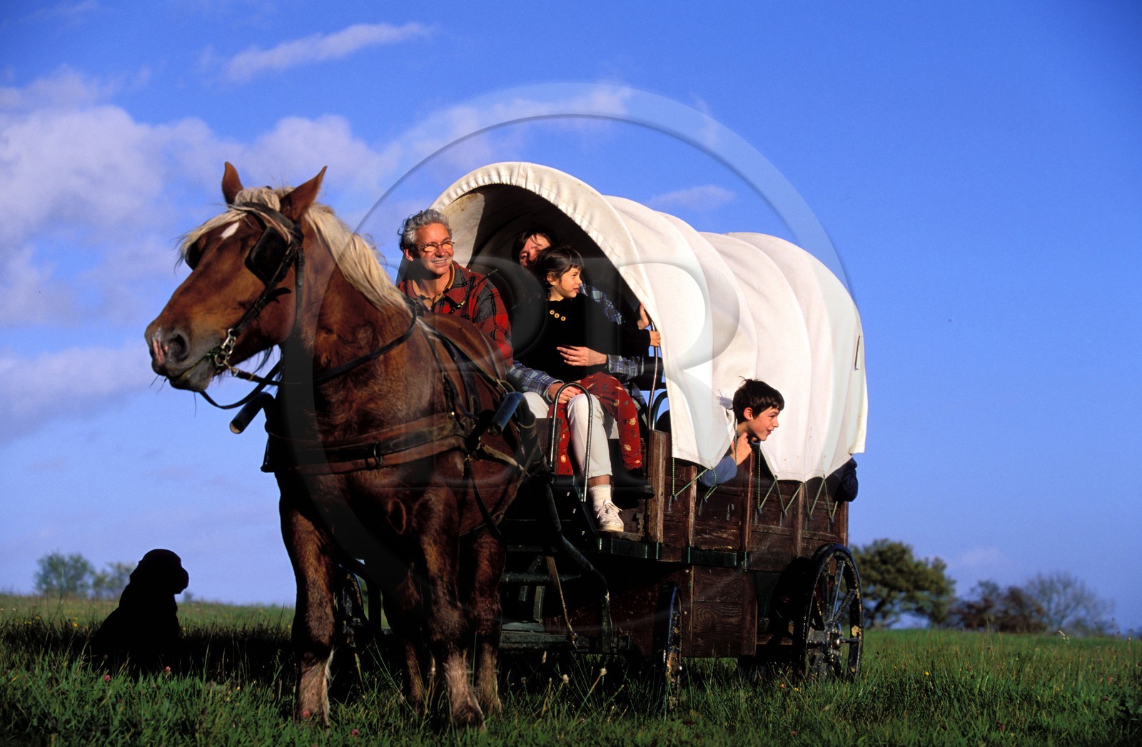 France, Saône-et-Loire (71), région du Morvan, roulotte traversant un pré, près de la Celle-en-Morvan