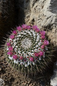 Principauté de Monaco, Monaco, le Jardin Exotique regroupant plusieurs milliers d'espèces de plantes succulentes