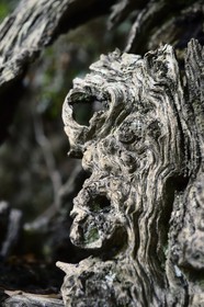 France, Haute Corse, Castagniccia, village of Carcheto, the famous chestnut tree that is the main character of the book The Shepherd of the dead, Mal'Concilio, from the writer Jean-Claude Rogliano