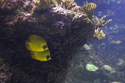 France, Charente-Maritime (17), La Rochelle, l'Aquarium