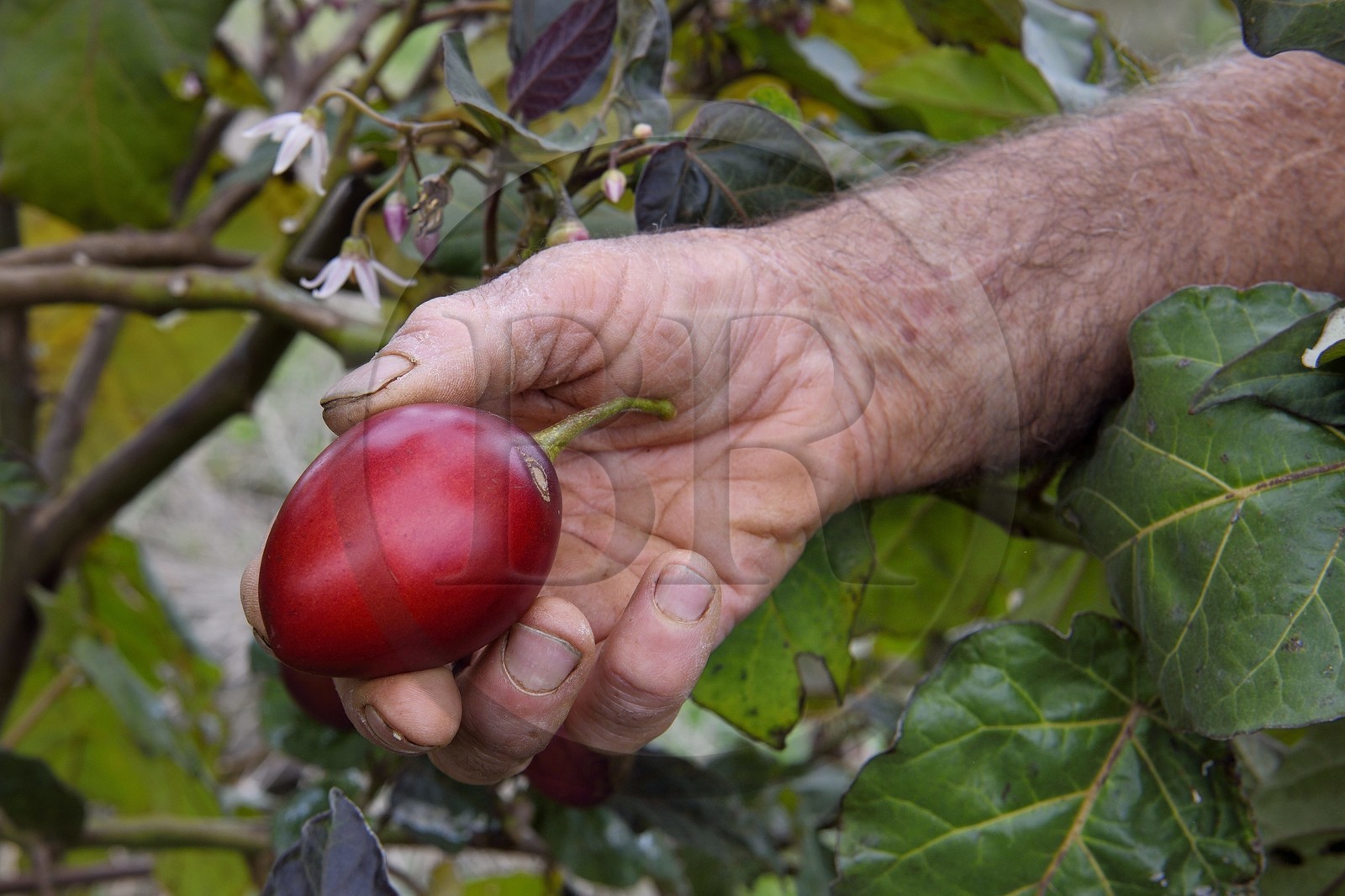France, Ile de la Reunion, Le Tampon, la Plaine des Cafres, fruit du Tamarillo (Solanum betaceum) aussi appelé tomate arbuste