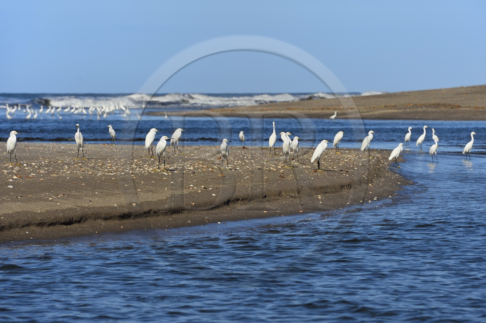 Nicaragua, the Pacific coast of Leon, Isla Juan Venado Nature Reserve, Little Egrets (Egretta garzetta) on Las Penitas beach