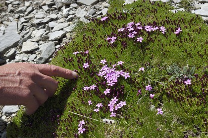 France, Alpes de Haute Provence, Uvernet Fours, Mercantour National Park, Ubaye valley, lake tour hiking trail of the Cayolle pass at the Pas du Lausson, Silene acaulis, known as moss campion or cushion pink