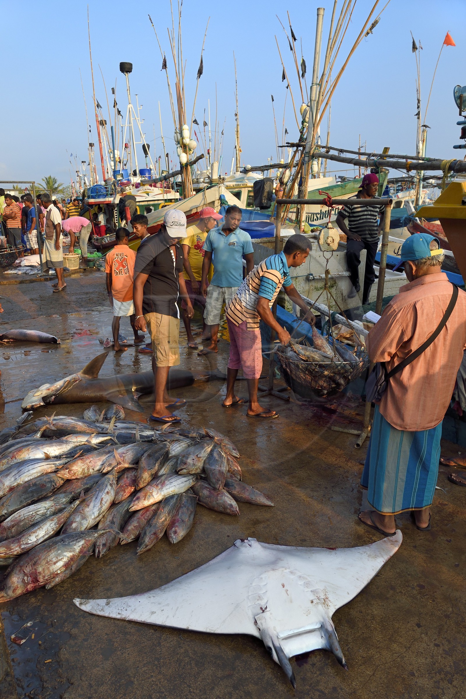Sri Lanka, Province du Sud, Matara (district), Weligama, port de pêche de Mirissa, pesée et vente de poissons sur le quai au retour de la pêche, raie