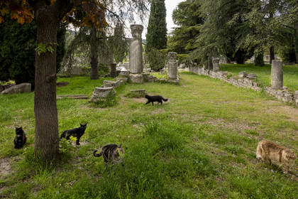 France, Vaucluse, Dentelles de Montmirail mountains,  Vaison la Romaine, Villasse archaeological site, stray cats