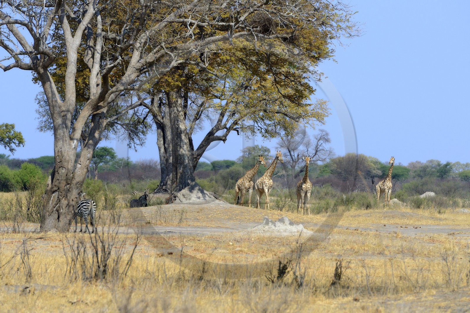 Zimbabwe, Matabeleland North Province, Hwange National Park, group of giraffes (Giraffa camelopardalis)