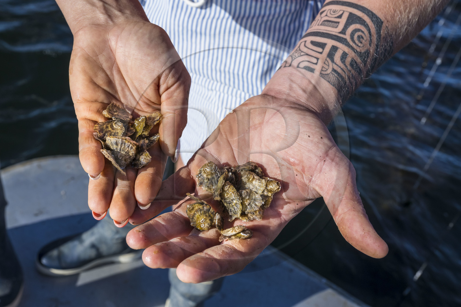 France, Hérault (34), Etang de Thau, Mèze, les producteurs de coquillages Quentin et Emmeline, jeunes huitres Ostrea edulis
