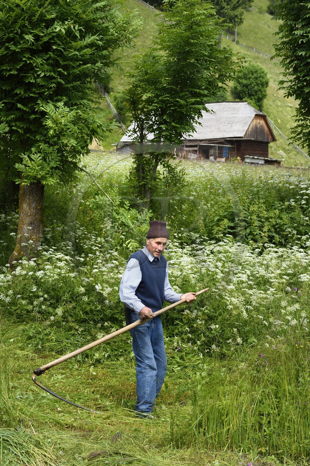 Romania, Transylvania, Brasov region, the Fagaras Mountains at Moieciu de Sus in the Southern Carpathians, a farmer mowing his meadows with a scythe