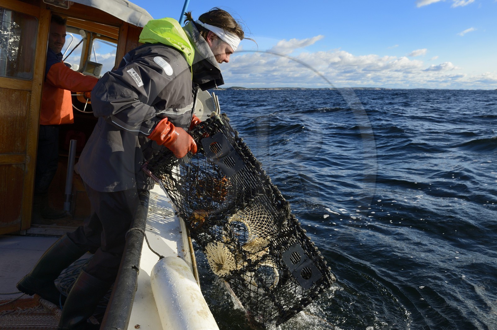 Suède, Västra Götaland, Iles Koster, sortie en mer pour récupérer les casiers à homards