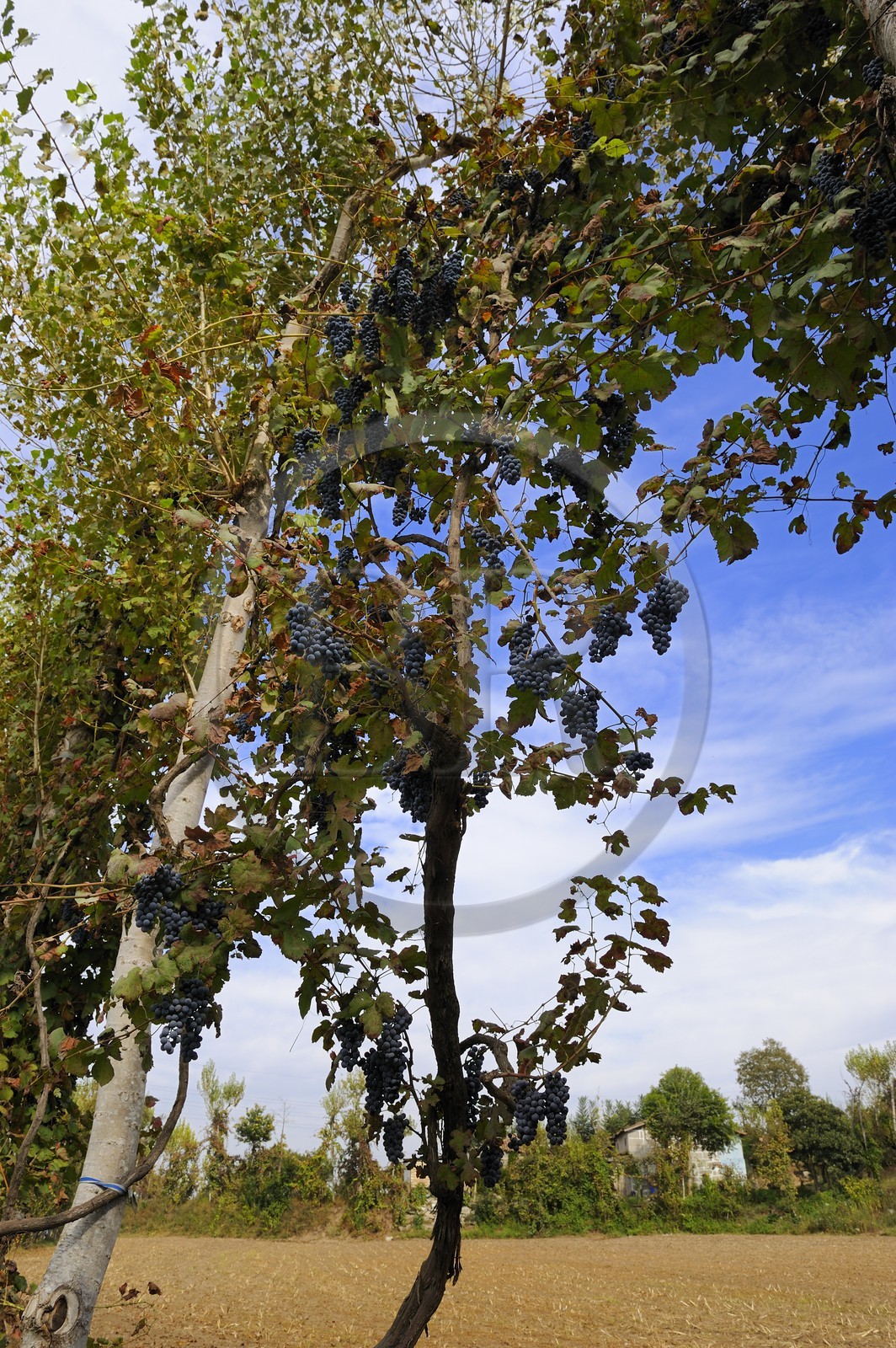 Portugal, Minho region, Guimaraes, rising vineyard on treestraditional of the region