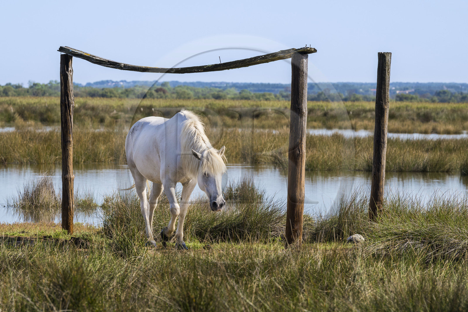 France, Gard (30), Aigues-Mortes, Saint-Laurent-d'Aigouze, cheval camarguais dans la Petite Camargue