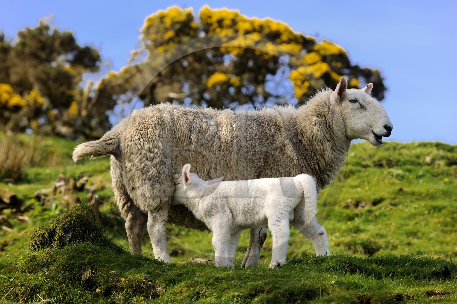 United Kingdom, Scotland, Highlands, Hebrides, Isle of Skye, sheep and lamb