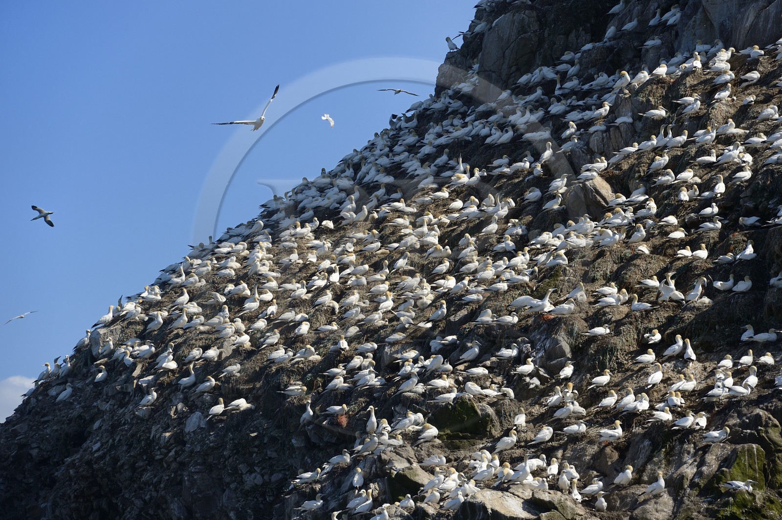 France, Cotes-d'Armor, Perros-Guirec, Sept-Iles Archipelago and bird sanctuary, Rouzic island, northern gannets colony (Morus bassanus), single point of nesting in France for more than 20,000 couples