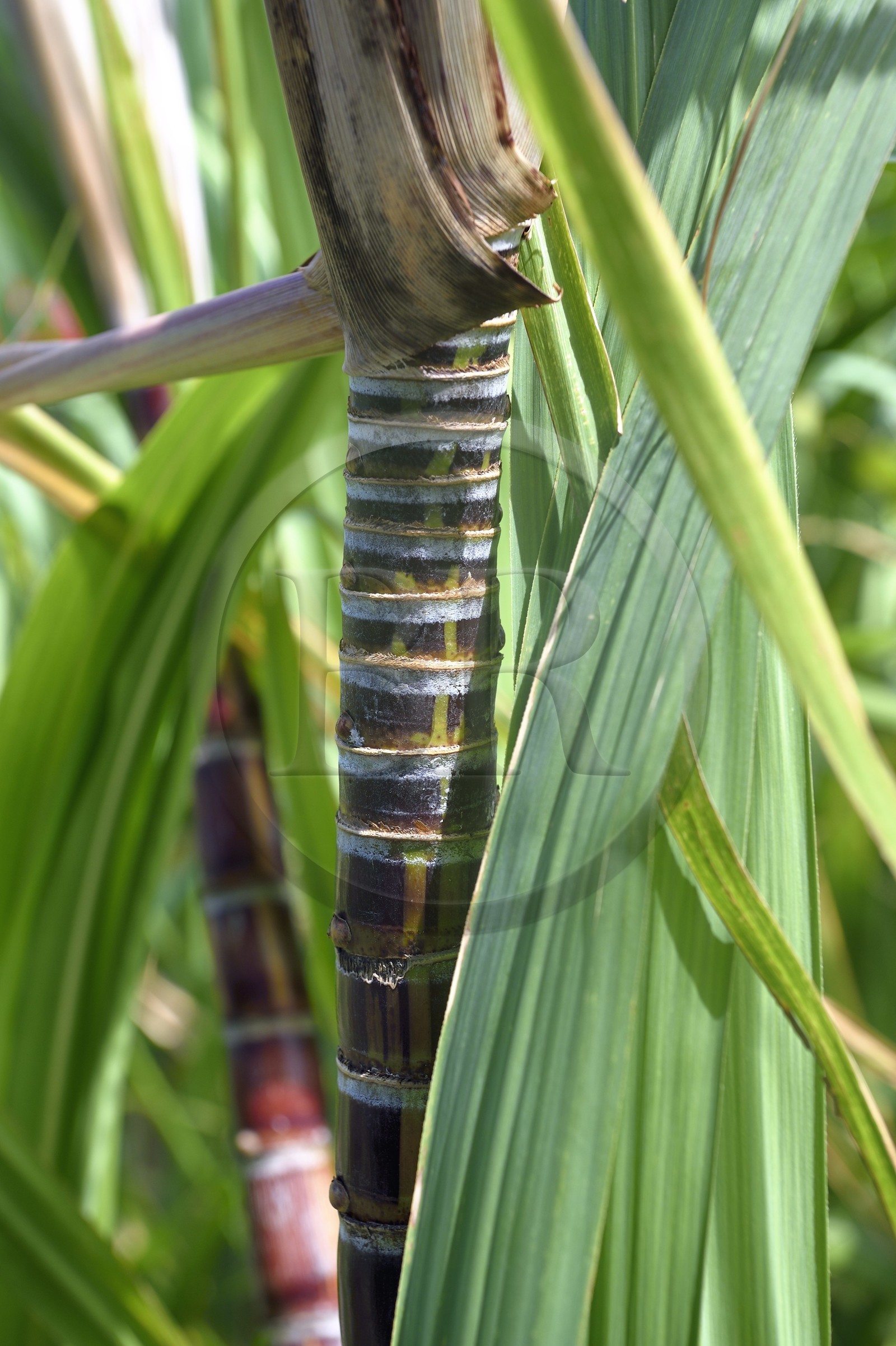France, Reunion island (French overseas department), Saint Pierre, estate of the Isautier distillery, sugar cane