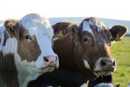 Royaume-Uni, Ecosse, Iles Orcades, Ile de Mainland, vaches