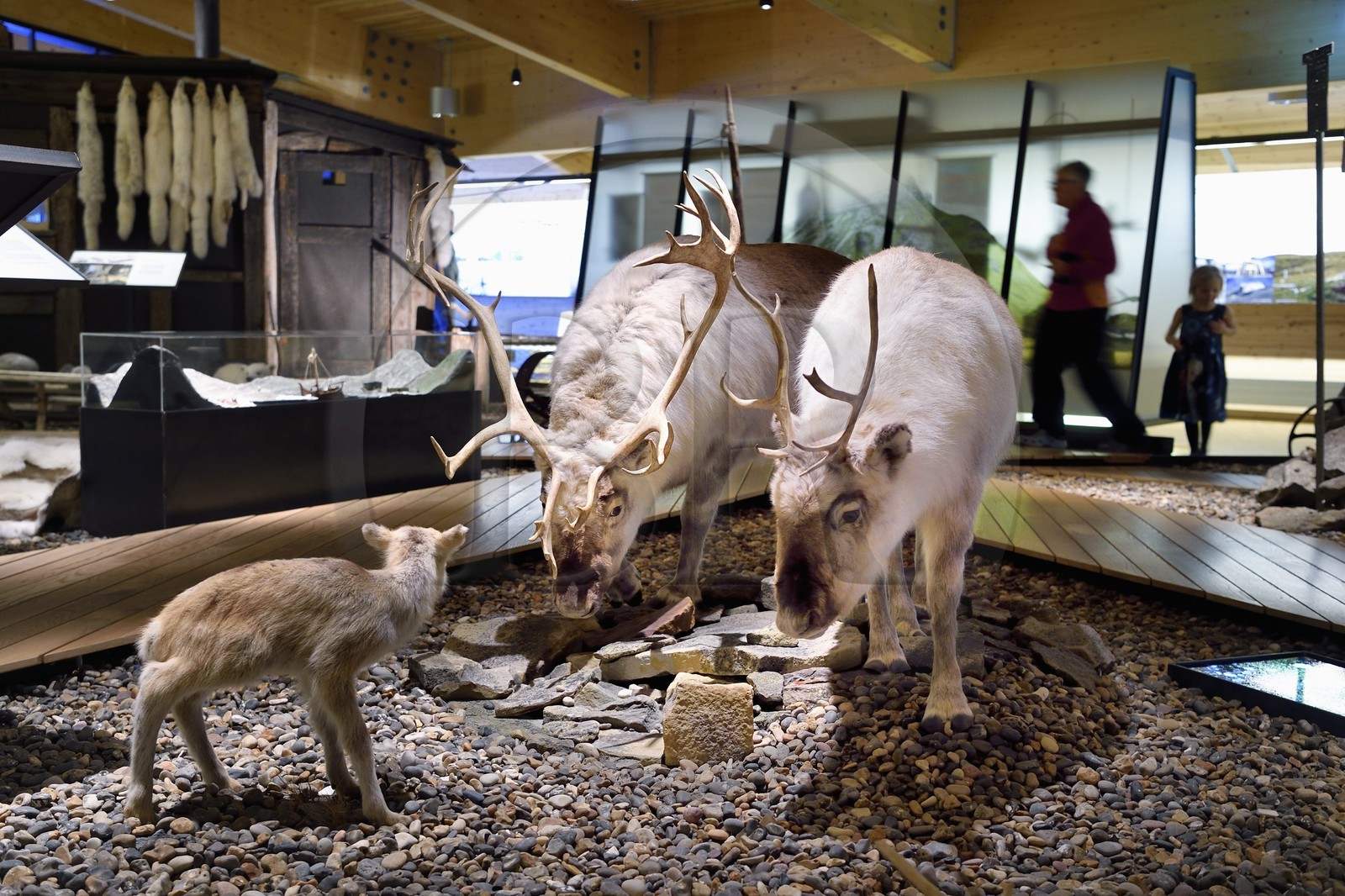 Norway, Svalbard, Spitzbergen, Longyearbyen, Svalbard museum, Svalbard reindeer (Rangifer tarandus platyrhynchus)