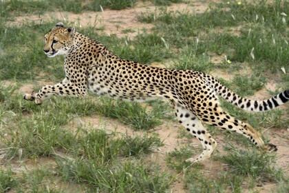 Namibia, Otjiwarongo, Cheetah Conservation Fund, research and education centre, cheetah (Acinonyx jubatus) trained to run to keep fit and healthy