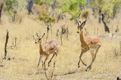 Zimbabwe, province de Matabeleland septentrional, parc national Hwange, impala (Aepyceros melampus)