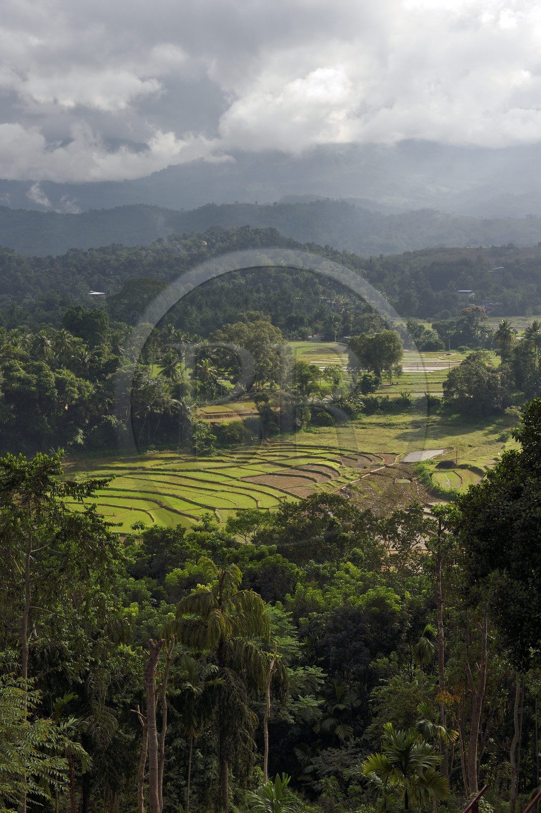 Sri Lanka, province du centre, district de Matale, rizières