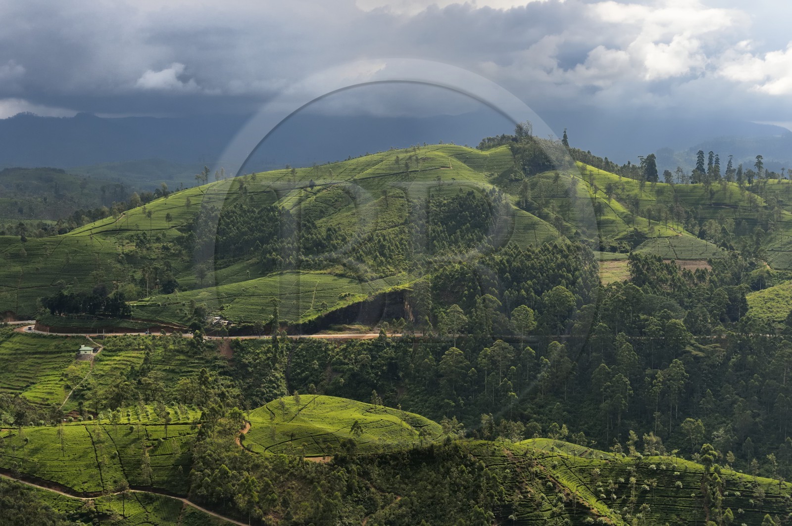 Sri Lanka, Province du Centre, trajet en train dans la région montagneuse de la culture du thé entre Hatton et Badulla, ici entre Great Western et Raddalla, plantation de thé