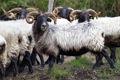 France, Pyrenees Atlantiques, Basque Country, Aldudes valley, Urepel, manech black head sheep