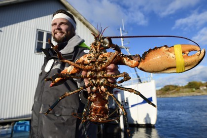 Sweden, Västra Götaland, Koster Islands, Sydkoster, Ekenäs port, returning from lobster fishing