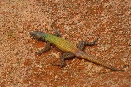 Zimbabwe, Matabeleland South Province, Matobo or Matopos Hills National Park, rainbow lizard