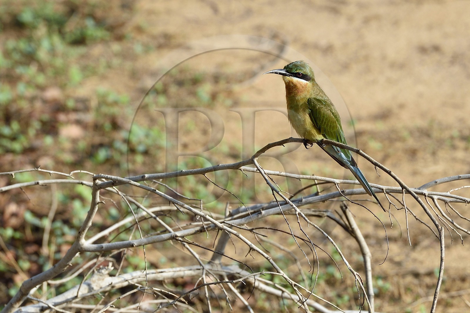 Sri Lanka, province d'Uva, Parc national d'Uda Walawe (Udawalawe National Park), guêpier à queue d'azur (Merops philippinus)