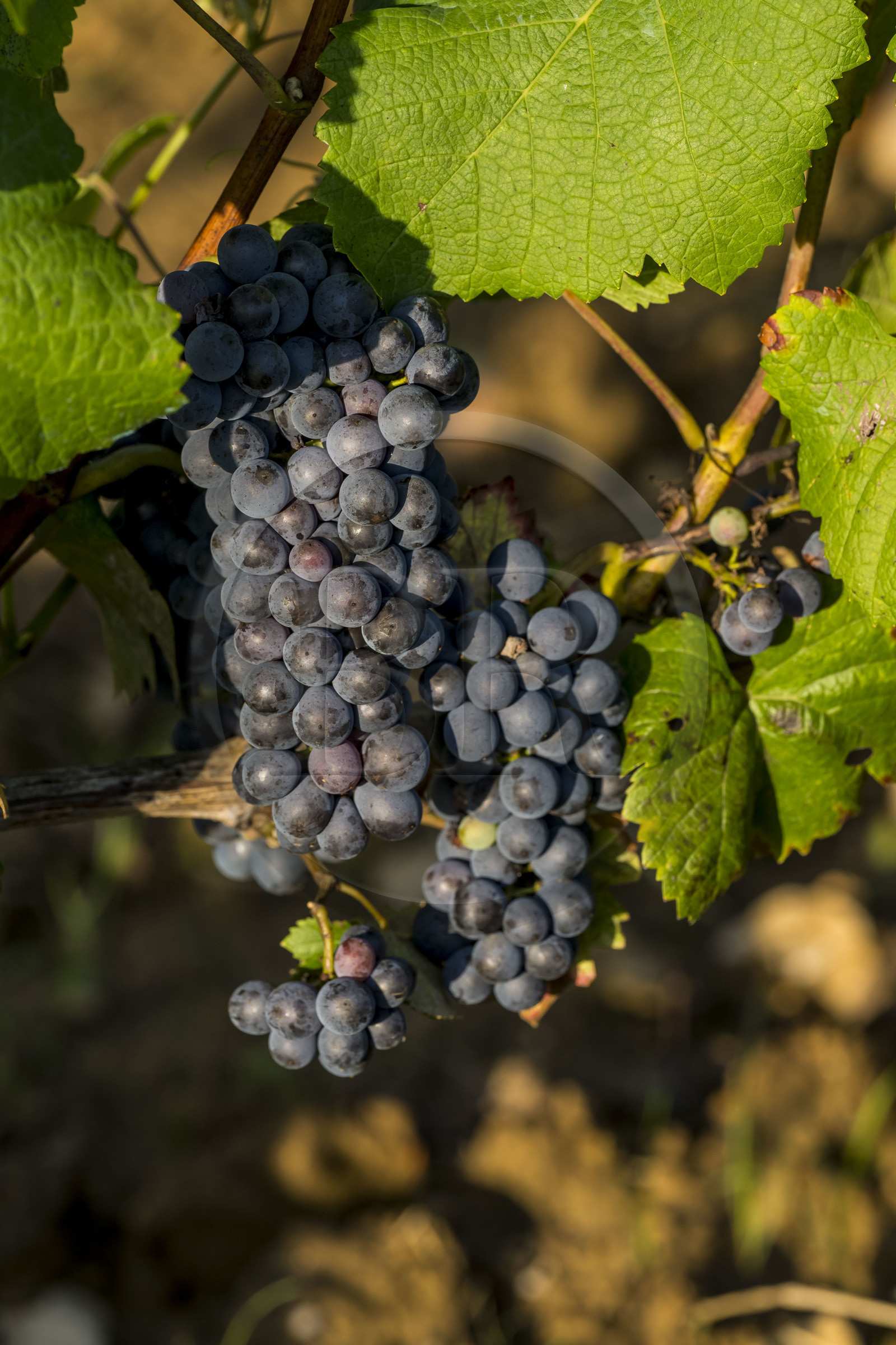 France, Cote d'Or, Climats terroirs of Burgundy listed as World Heritage by UNESCO, Route des Grands Crus, Cote de Beaune vineyard, Pernand-Vergelesses, bunch of ripe grapes a few days before the harvest