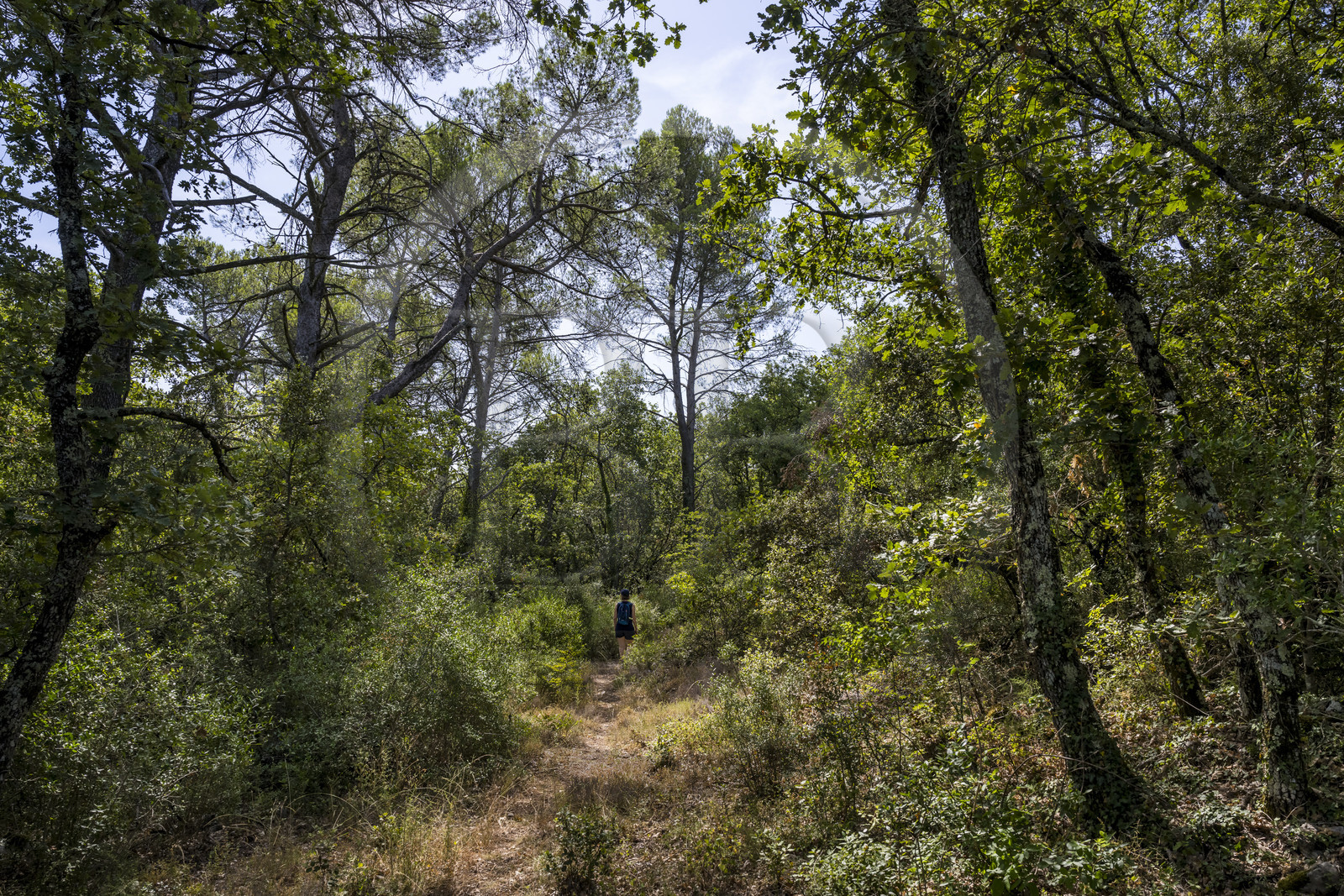 France, Var (83), Provence Verte, Bras, Académie du Bain de Forêt Provençale, forêt du domaine Le Peyrourier - une campagne en Provence