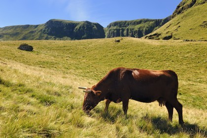 France, Cantal (15), monts du Cantal, Parc Naturel Régional des Volcans d' Auvergne, Puy-Mary, vache de race salers et les Fours de Peyre Arse en arrière plan