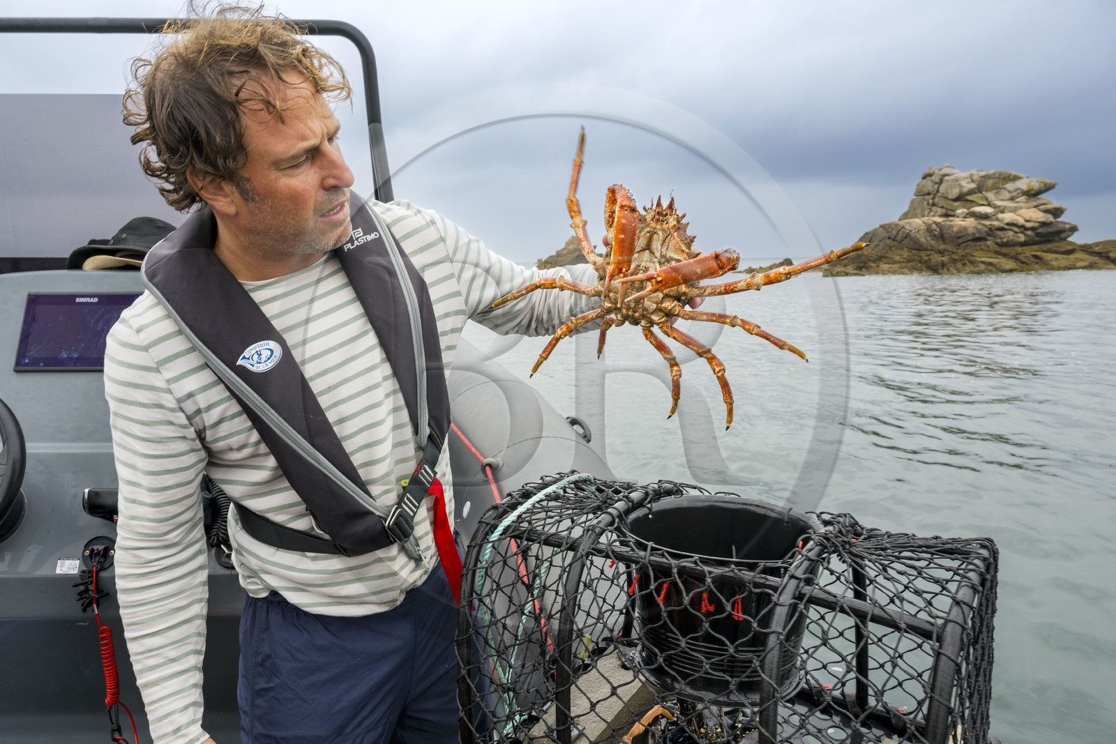 France, Finistère (29), Baie de Morlaix, Carantec, pêche au panier, araignée de mer (Maja brachydactyla) femelle